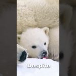 streamit