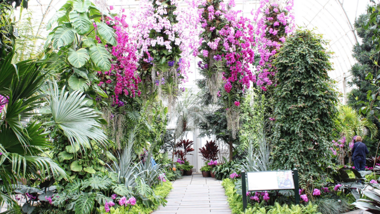 El Festival de Orquídeas de Londres celebra Madagascar con 5.000 flores