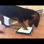 streamit