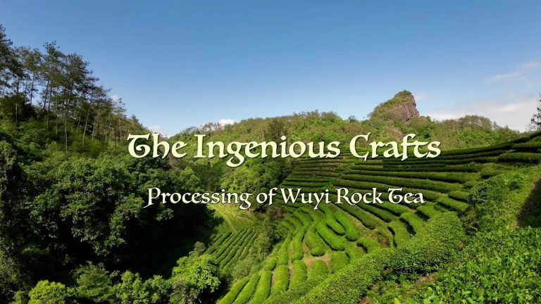 The Ingenious Crafts: Processing of Wuyi Rock Tea