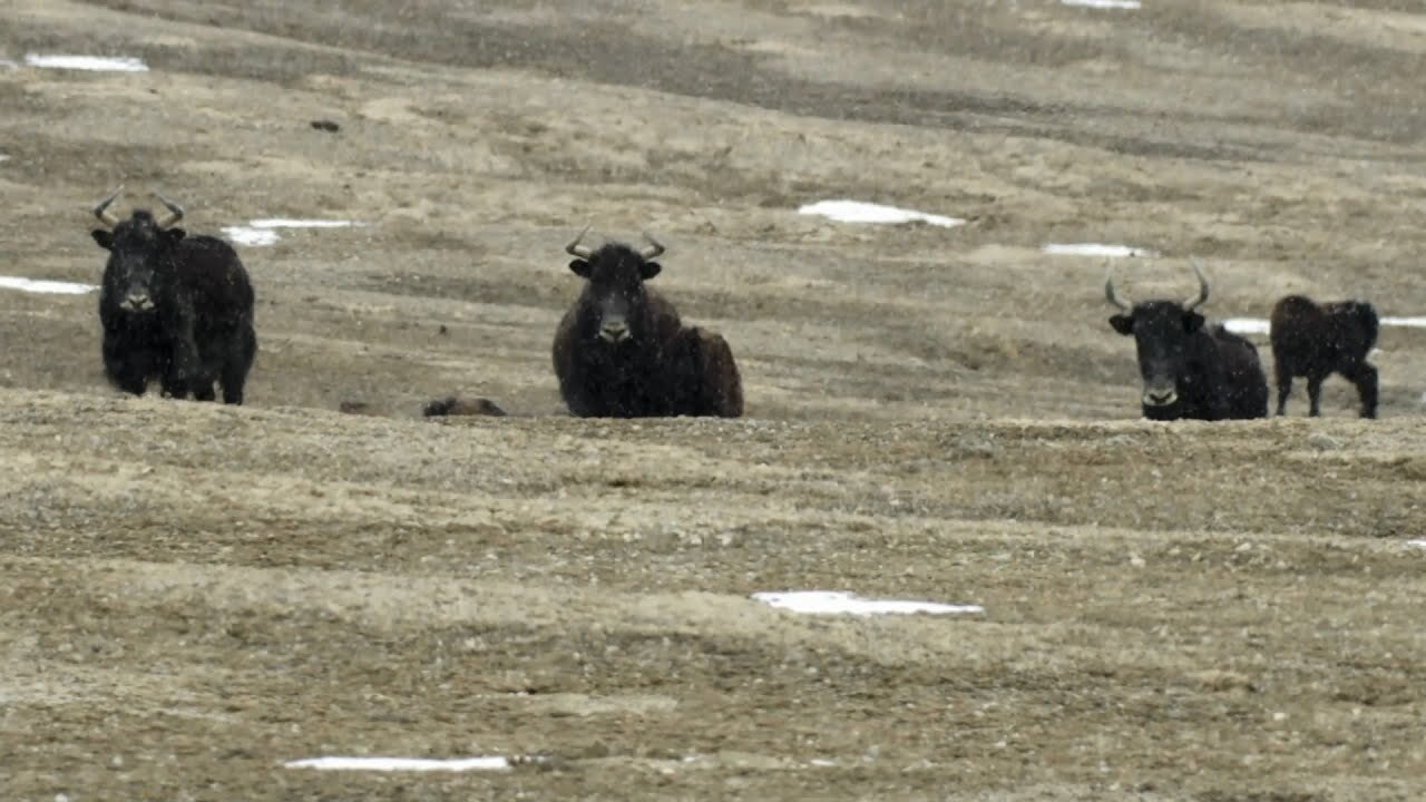 Another Side of Qilian Mountain National Park